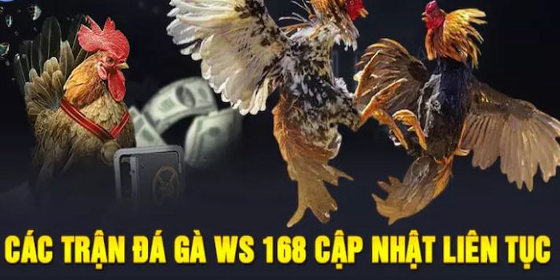 da-ga-ws168-cap-nhat-lien-tuc